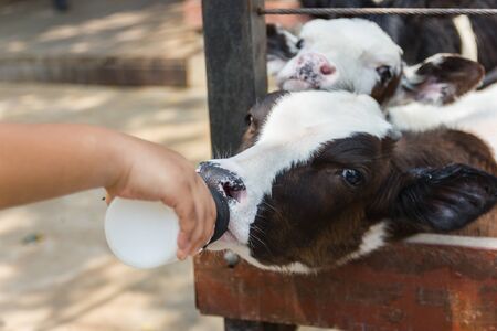 Closeup - Baby cow feeding on milk bottle by hand child in Thailand rearing farm.の写真素材
