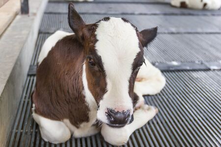 Closeup portrait young cow looks into the camera at in the stall, Bangkok Thailand.の写真素材