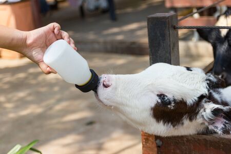 Closeup - Baby cow feeding on milk bottle by hand man in Thailand rearing farm.の写真素材