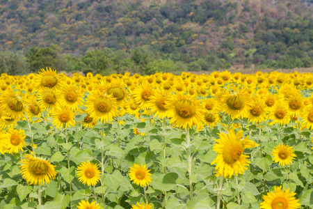 Sunflower field in China and Lopburi, It is the largest sunflower field and Behind the beautiful mountain.の写真素材
