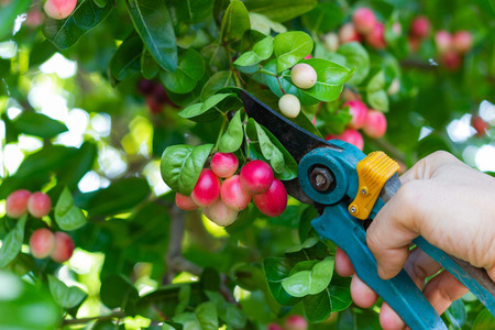 hand of men trimming hedges using garden shears scissors in the farm.
