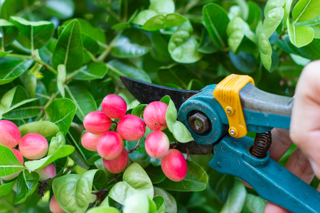 hand of men trimming hedges using garden shears scissors in the farm.