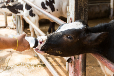 Closeup - Baby cow feeding on milk bottle by hand men in Thailand rearing farm.の写真素材