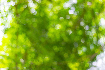 abstract blur of nature with the bokeh of light through the trees as a background imageの写真素材