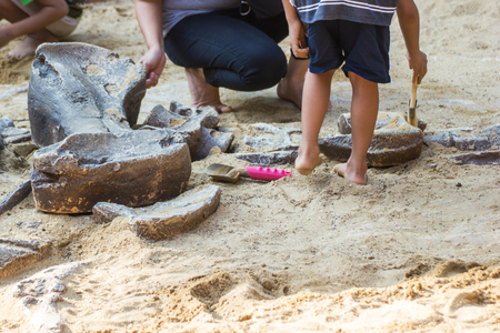 Children are learning history dinosaur, Excavating dinosaur fossils simulation in the park.の写真素材