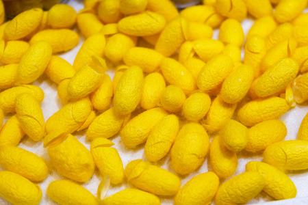 Yellow cocoon a source of silk thread and silk fabric For silk weaving Thailand.