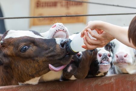 Closeup - Baby cow feeding on milk bottle by hand child in Thailand rearing farm.の写真素材