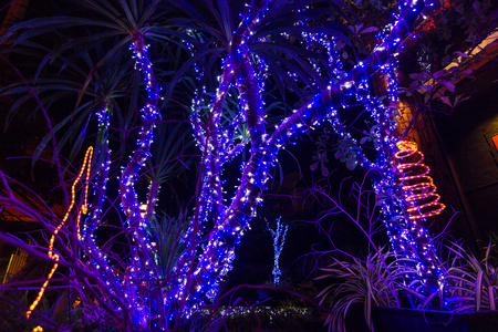 Decorative outdoor string lights hanging on tree in the garden at night time - decorative Christmas lights - happy new yearの写真素材