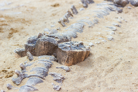 Dinosaur fossil simulator excavation in sand for education and learningの写真素材