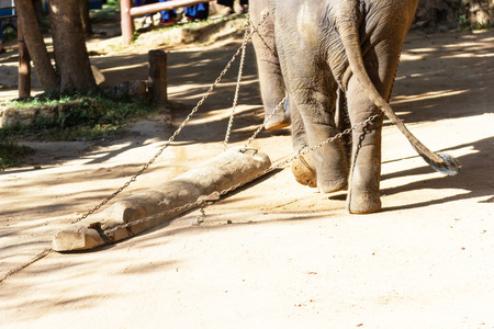 show elephants are used Drag the large timber In the past elephants are used. Drag the large timber in Thailand timber industry.の写真素材