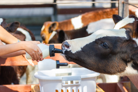 Baby cow feeding on milk bottle by hand of Woman, dairy Farm Thailand.の写真素材