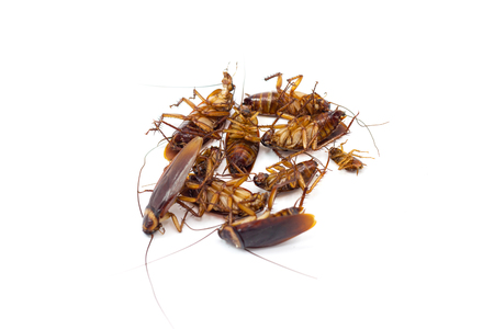 Cockroaches die from Bug Sprays isolate white backgroundの写真素材