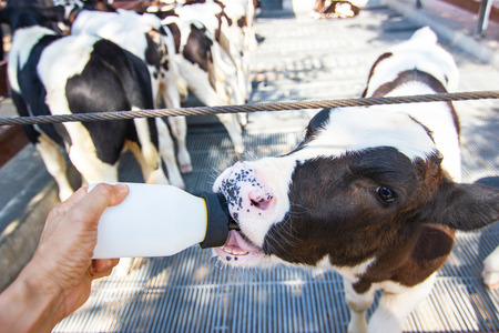 Closeup - Baby cow feeding on milk bottle by hand man in Thailand rearing farm.の写真素材