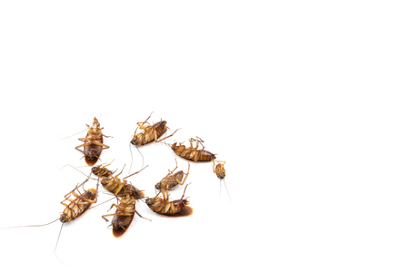 Cockroaches die from Bug Sprays isolate white background copy spaceの写真素材