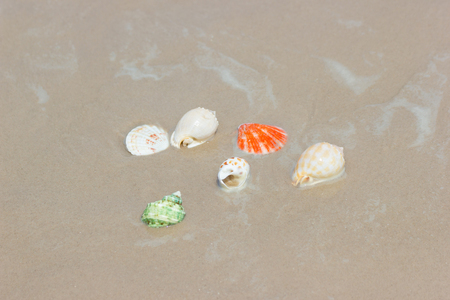 Beach summer with Shells on sandy beach with sand beach background, Holiday beach conceptの写真素材
