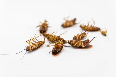 Cockroaches die from Bug Sprays isolate white backgroundの写真素材