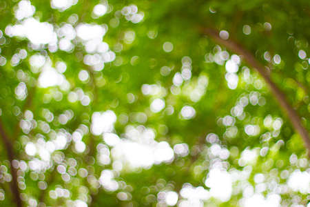 abstract blur of nature with the bokeh of light through the trees as a backgroundの写真素材