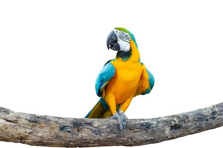 Bird Blue-and-yellow macaw standing on branches isolated white background.の写真素材