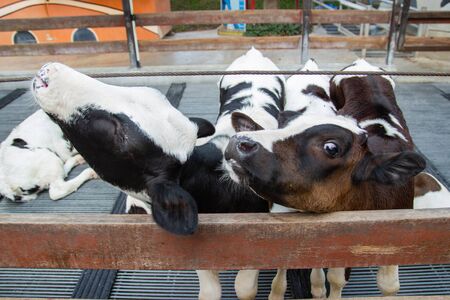 Many young cow are raised in the cows at the farm Thailand.