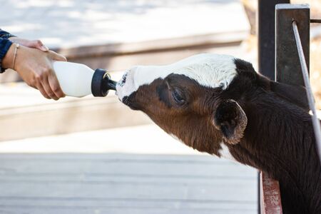 Closeup - Baby cow feeding on milk bottle by hand women in Thailand rearing farm.の写真素材