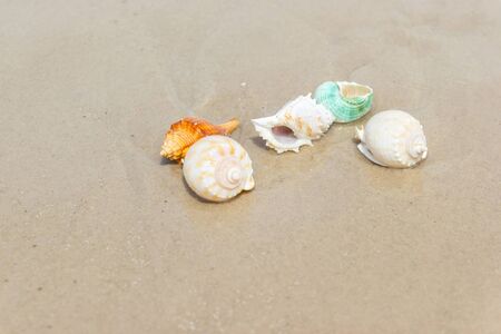 Beach summer with Shells on sandy beach with sand beach background, Holiday beach concept