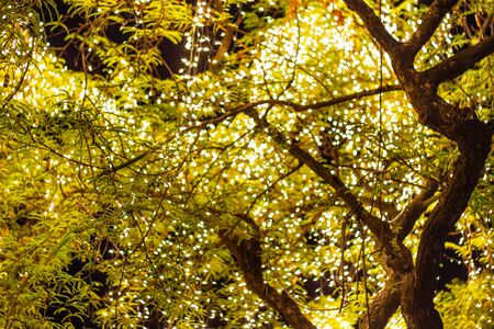 Decorative outdoor string lights hanging on tree in the garden at night time festivals season -...