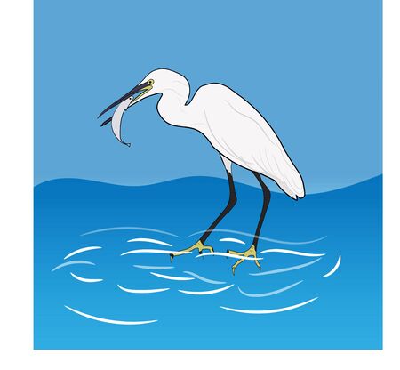 Eastern Great Egret Eating Fish In Mount, vector illustrations  のイラスト素材