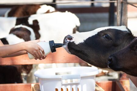 Closeup - Baby cow feeding on milk bottle by hand child in Thailand rearing farm.の写真素材