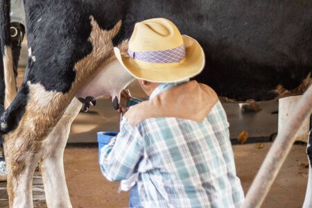 man hand milking a cow by hand, cow standing in the corral, dairy farm of Thailand.の写真素材