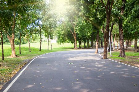 Roads and trees in a natural park for relaxing at Bangkok Thailandの写真素材