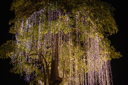Decorative outdoor string lights hanging on tree in the garden at night time festivals season - decorative Christmas lights - happy new yearの写真素材