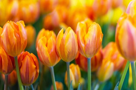yellows tulips flower, beautifuly flower in garden plant, tulip spring-bloomingの写真素材