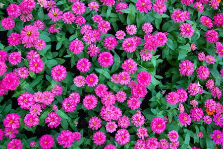 top view pink zinnia elegans in garden beautifuly and freshnessの写真素材