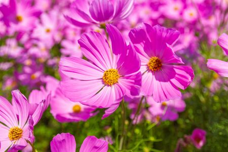 Close up Beautiful flower Cosmos Bipinnatus flower in the gardenの写真素材