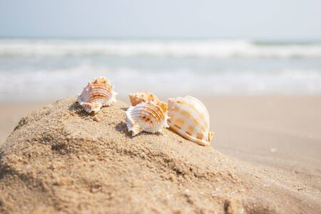 Shells on the beach at the sea concept summer for travel and holiday with soft wave background
の写真素材