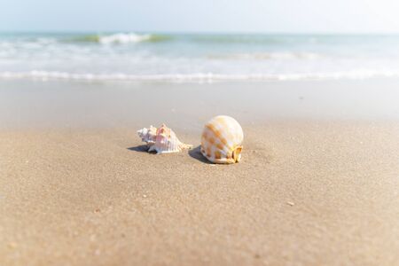 Shells on the beach at the sea concept summer for travel and holiday with soft wave background