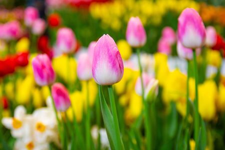 Pink tulips flower, beautifuly flower in garden plant, tulip spring-bloomingの写真素材