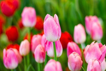 Pink tulips flower, beautifuly flower in garden plant, tulip spring-bloomingの写真素材