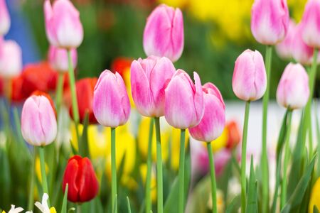 Pink tulips flower, beautifuly flower in garden plant, tulip spring-blooming  の写真素材