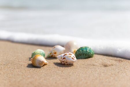 Shells on the beach at the sea concept summer for travel and holiday with soft wave backgroundの写真素材