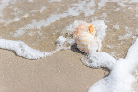 Shells on the beach at the sea concept summer for travel and holiday with soft wave background copy spaceの写真素材