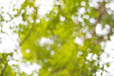 abstract blur bokeh light of tree for backgroundの写真素材