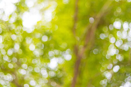 abstract blur bokeh light of tree for backgroundの写真素材