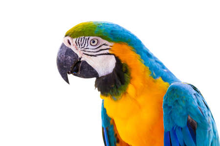 Bird Blue-and-yellow macaw isolated white background.の写真素材