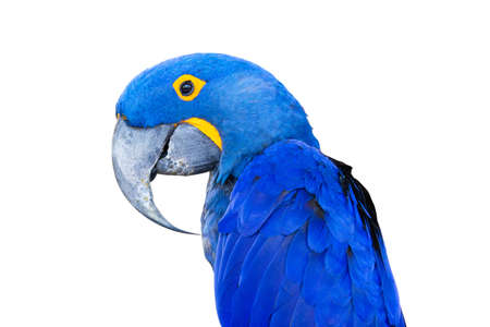 Close-up Bird Blue macaw parrot with isolated white backgroundの写真素材