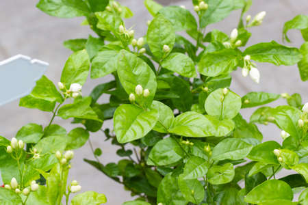 White Jasmine flower with green leaf nature in gardenの写真素材