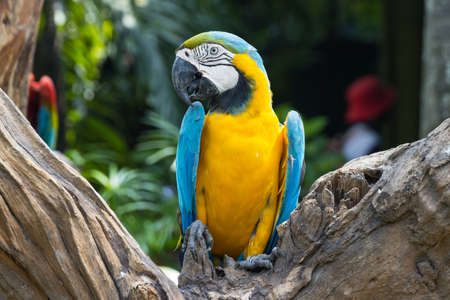 Close up  Blue and yellow Macaw on a branchの写真素材