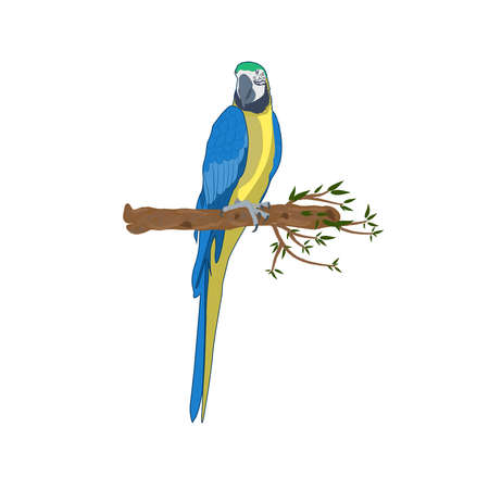 Bird blue-and-yellow macaw standing on branch, vector illustration isolate white background.のイラスト素材