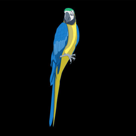 Bird blue-and-yellow macaw vector illustration isolate black background.&#xD;&#xA;のイラスト素材
