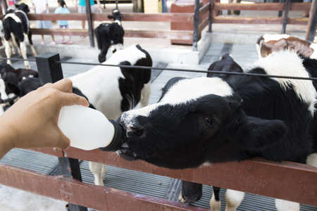 Closeup - Baby cow feeding on milk bottle by hand men in Thailand rearing farm.の写真素材